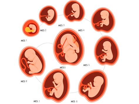 Desarrollo Del Beb En El Embarazo Evoluci N Semana A Semana