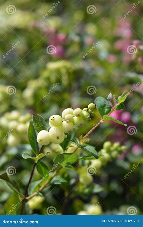 Snowberry Magical Galaxy Stock Photo Image Of Nature 159463768