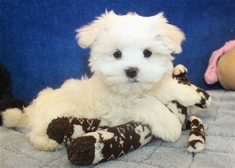 Maltese Puppies For Sale Long Island Puppies