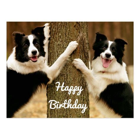 Happy Birthday Border Collie Puppy Dog Rustic Postcard Zazzle Happy