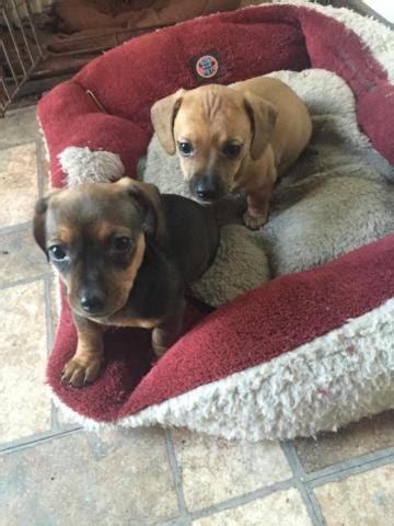 Bypass the crazy puppy stage and give a loving. 3/4 Dauchshund and 1/4 Chiweenie Puppies for Sale in ...