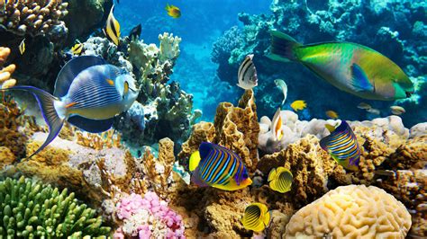Beautiful Coral Reef Wallpaper Coral Reef Deskto Collections Coral