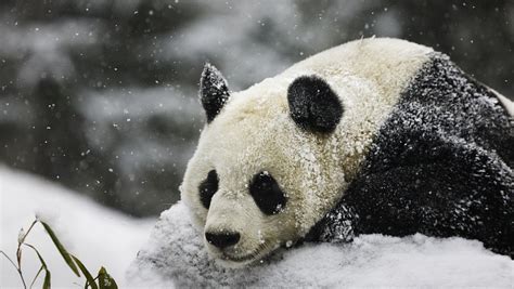 Video Panda Rolls In The Snow Cgtn