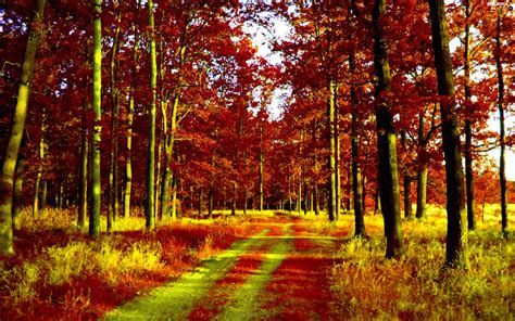 Autumn Forest Path Beautiful Views Wallpapers 2560x1600