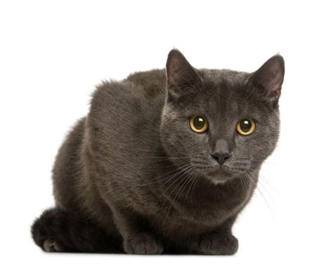 Chartreux Cat Breed Information — Silent Companions Petstime