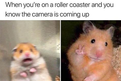 Roller Coaster Scared Hamster Know Your Meme