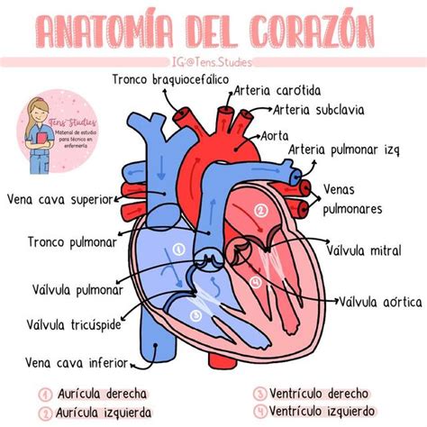 Anatomía Del Corazón Udocz
