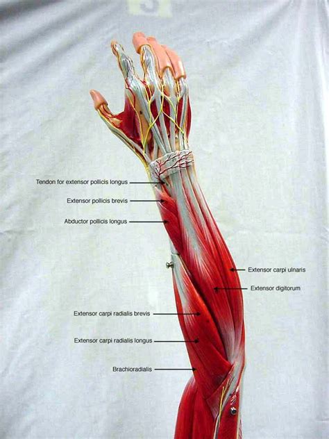 Posterior Forearm Aandp Pinterest Muscle Anatomy Anatomy And Muscles