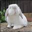 Bunny  Rabbits Photo 30657065 Fanpop