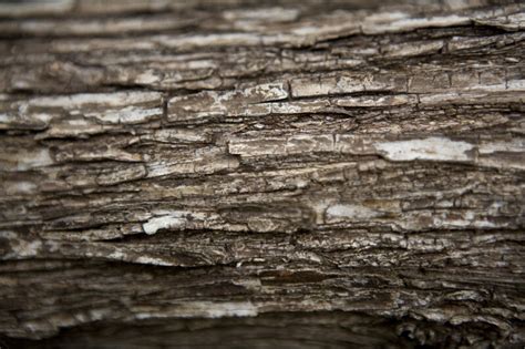 Tree Bark Close Up Clippix Etc Educational Photos For Students And