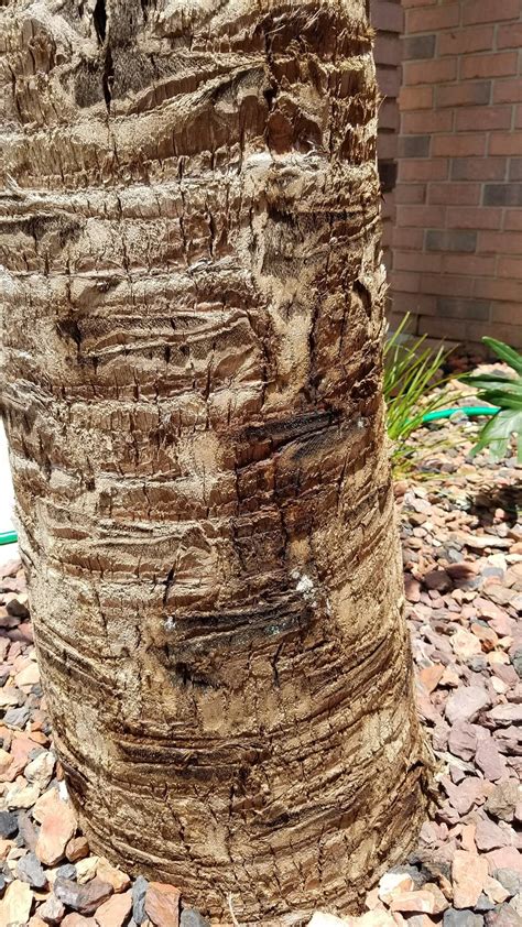 Newly Transplanted Palm with Fungus Issue - Gardening & Landscaping