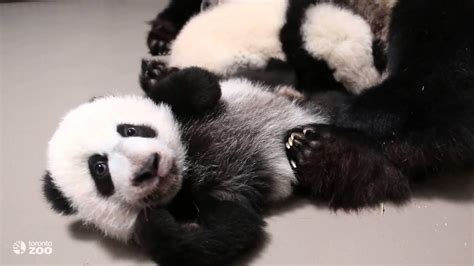 Both Toronto Zoo Giant Panda Cubs With Mom Er Shun Youtube