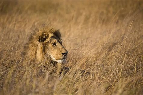 Lions Added To Endangered Species List