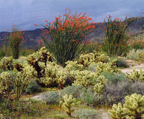 Usa California Anza Borrego Desert State Park Blooming Ocotillo And