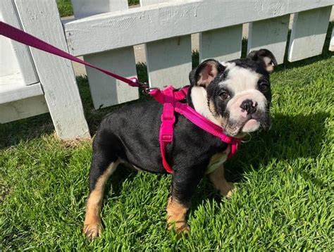 English Bulldog Colors The Standard And Rare Bulldog Coat Colors K9 Web