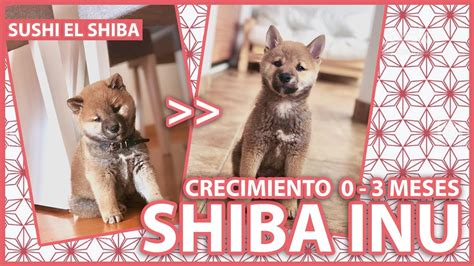 Crecimiento Shiba Inu De 0 A 3 Meses Shiba Inu Puppy Growing 0 3