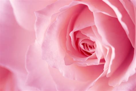 Download Pink Rose Background By Mrobinson48 Rose Pink Backgrounds
