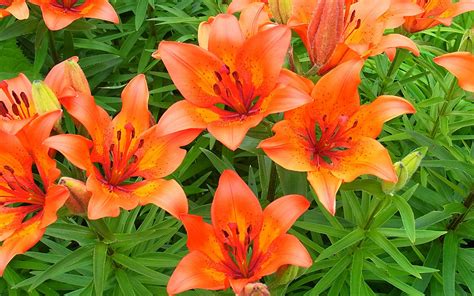 Tiger Lily Wallpapers Wallpaper Cave