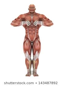 Projection Human Body Apollo Pose Showing 스톡 일러스트 434362156 Shutterstock