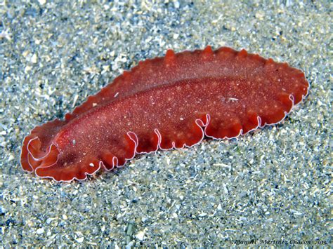 Platyhelminthes Phylum Platyhelminthes Flatworms