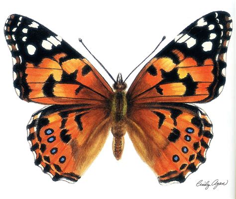 Painted Lady Watercolor Painting By Artist Cindy Agan Watercolor