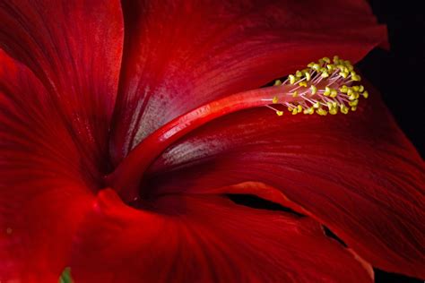 Download Red Flower Flower Macro Nature Hibiscus Hd Wallpaper
