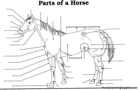 15 Parts Of The Horse Worksheet