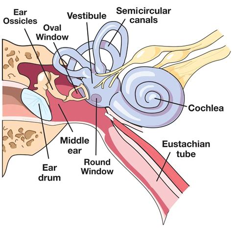 Inner Ear Barotrauma Iebt Ears And Diving Dan Health And Diving