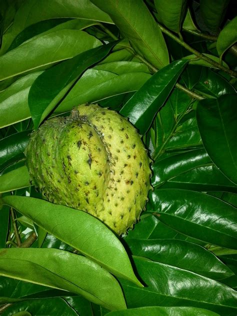 Hasilnya membuktikan bahawa daun dan batang kayu graviola. Warisan PESAGI: Tea Daun Durian Belanda