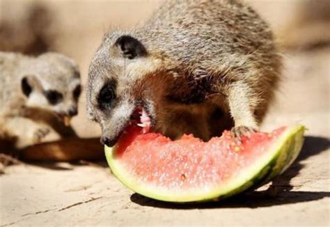 Animals Who Love Eating Watermelon Animal Photo