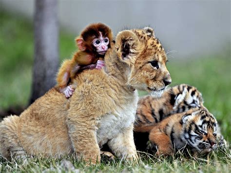 Lion Cub Tiger Cubs And Baby Monkey