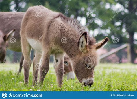 Young Donkey Equus Asinus Asinus In A Meadow Curious Offspring Stock