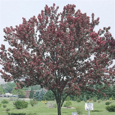 Maybe you would like to learn more about one of these? Malus 'Red Baron' (L6134) Nursery in 2020 | Flowering ...