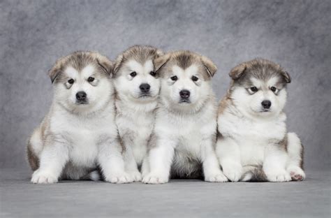Giant Alaskan Malamute Puppies For Sale In Bc Hudsonsmalamutes Com