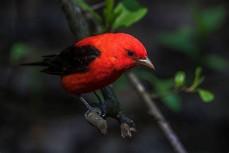 The Gorgeous Scarlet Tanager Is A Delightful Summer Treat Audubon