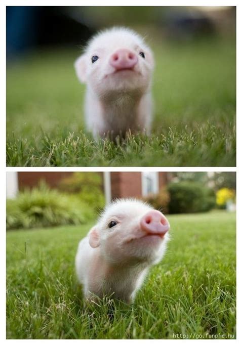 This Little Piggy Teacup Pigs Pet Pigs Cute Baby Pigs