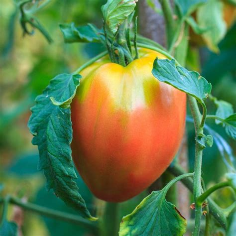 Tomato Oxheart Pink Seeds The Seed Collection