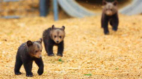 14 Pictures Of The Cutest Bear Cubs Youll Ever See Peta