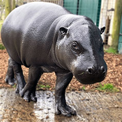 Full Grown Pygmy Hippopotamus