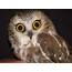 Drew Jones On “Cute Little Owls In Hopkins Forest 15 Years Of Banding 