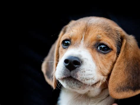 ~ Cute Beagle Puppy ~ Hd Desktop Wallpaper Ecran Lat High Definition