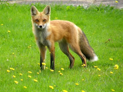 Red Fox A Guide To Irelands Protected Habitats And Species