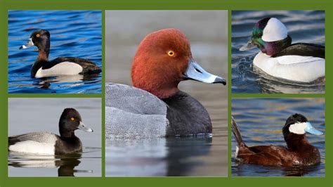 5 Small Diving Ducks In Michigan A Guide To Watching These Fascinating