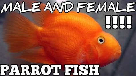 Parrot Fish Male And Female Difference Parrotfishmaleorfemale Youtube
