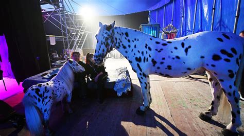 Paris Vote La Fin Des Spectacles Danimaux Sauvages Dans Les Cirques