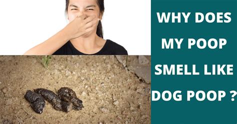 Why Does My Poop Smell Like Dog Poop Vet Advises