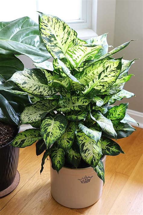 Easiest Low Light Indoor Plants Low Light Indoor Plants That Are Easy To Grow The Good News