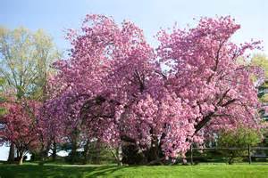 ‘our Pink Tree Spring Is Here Debrahorstphotography