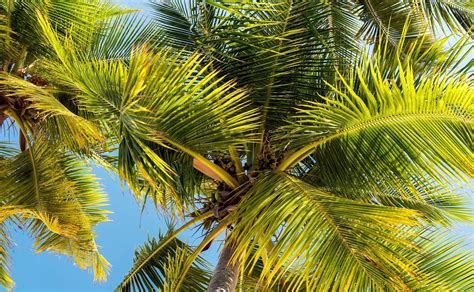Palm Tree Hd Wallpaper Background Image 2560x1578 Id
