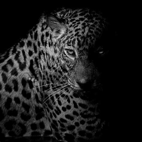 10 Best Black And White Leopard Wallpaper Full Hd 1920×1080 For Pc
